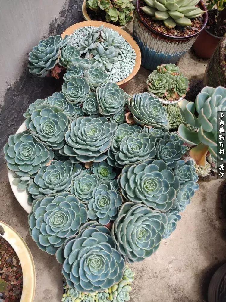 凉风至白露降寒蝉鸣下一句,夏天多肉小白虫消灭方法