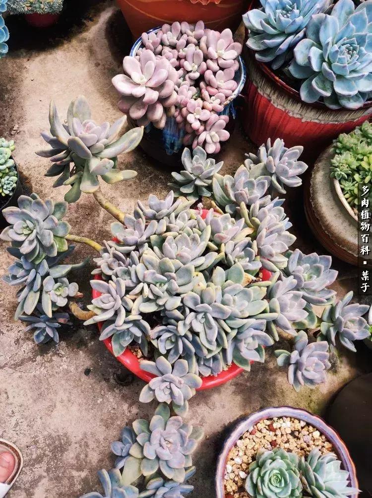 凉风至白露降寒蝉鸣下一句,夏天多肉小白虫消灭方法