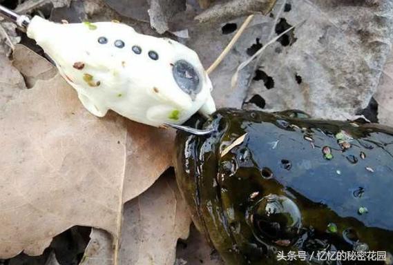 路亚黑鱼脱钩怎么回事,路亚黑鱼怎么解钩