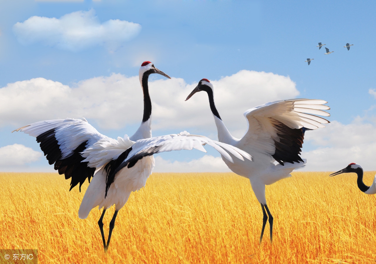 歇后语大全六年级全册,歇后语作文必背100个