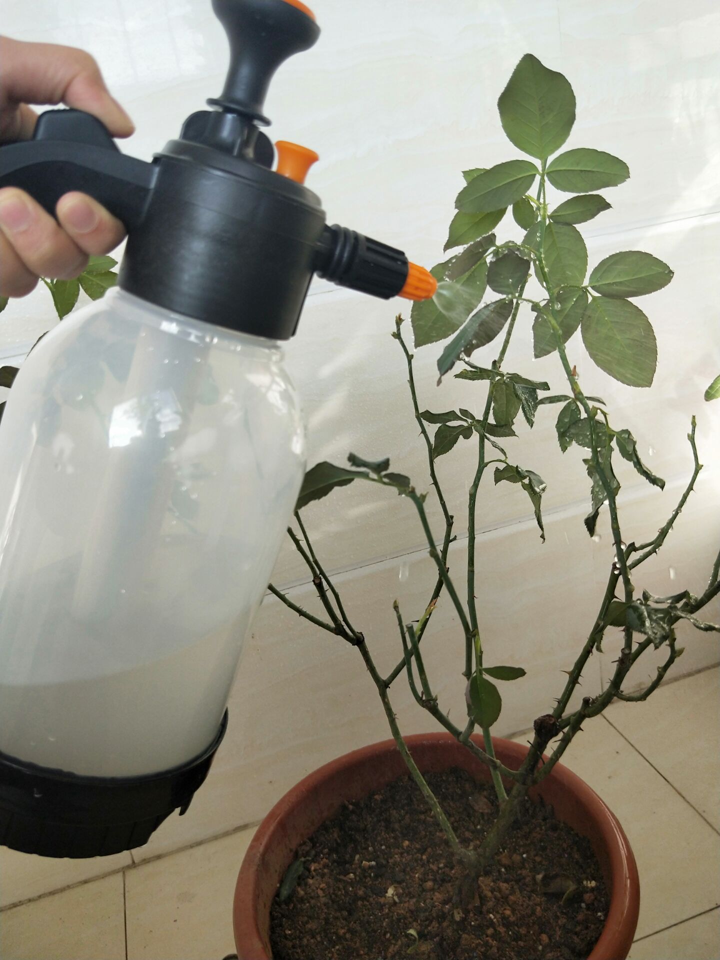 养花中出现小黑飞蚊怎么消除,养花有小黑飞怎么办