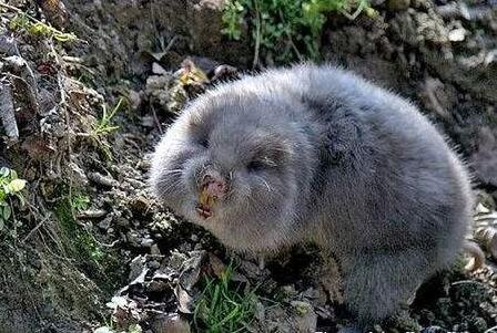 养殖竹鼠怎样进行人工哺乳竹鼠人工喂奶技术