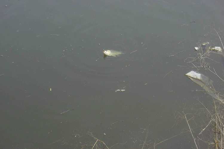 钓鱼达人经验技巧分享,野钓达人分享钓鱼饵料