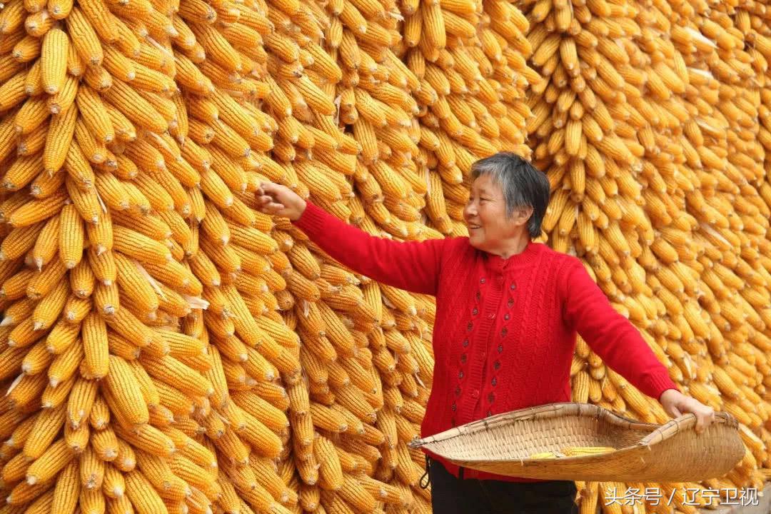 丰收中国北大荒,丰收中国幸福盘锦直播