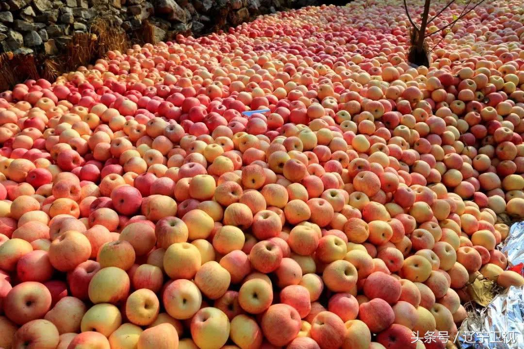 丰收中国北大荒,丰收中国幸福盘锦直播