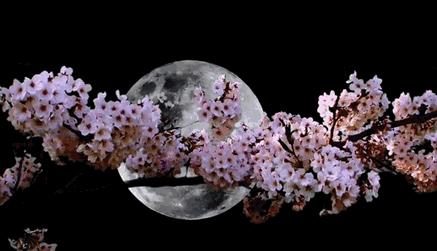 中秋温泉活动,中秋赏月旅游报价