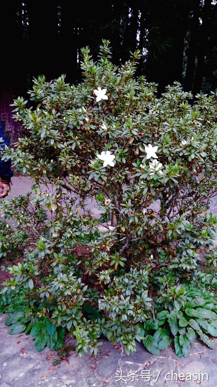 鍙版咕鐨勬捣鍩熷お骞虫磱,鍙版咕鐨勫お骞虫磱娴锋磱