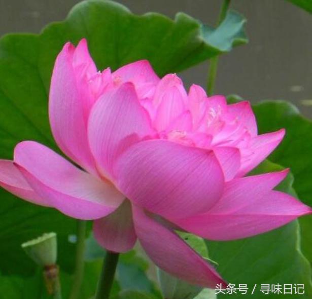 鲜花能做什么美食,鲜花可以用来做什么吃的