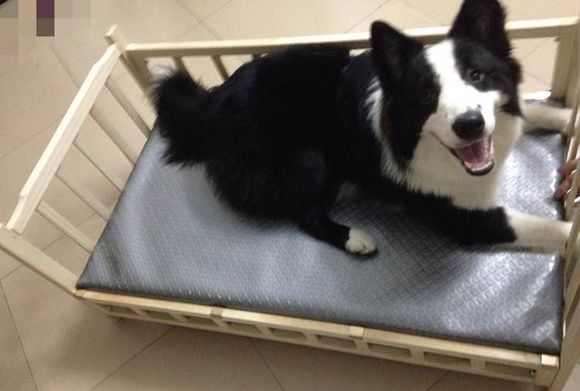 边牧怎么洗澡洗得干净,一个半月的边牧可以洗澡吗