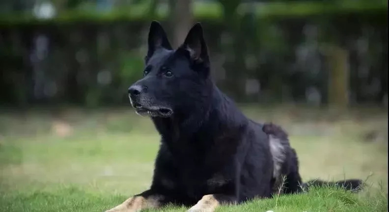 爱狗人士必备的100个技巧,狗狗各个阶段的发育方法