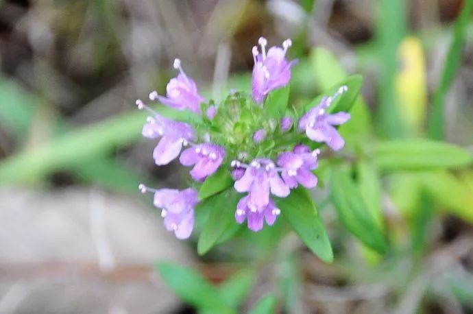 「百草园」第一次世界大战中的功臣消毒剂——百里香（七十五）