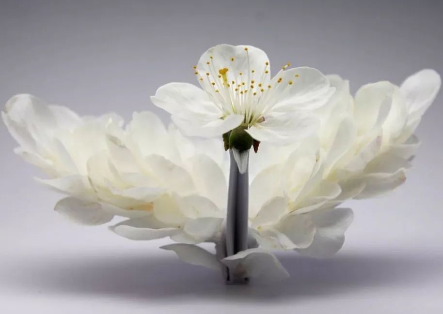 每天折一个千纸鹤,每天折一只纸鹤