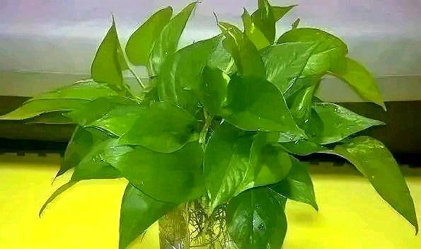 水养让绿萝疯长的方法,用水养绿萝怎么才能长得更旺盛