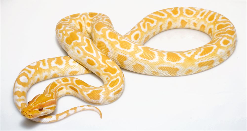 世界上最美丽的10种蛇,世界上最好看的蛇十大排名