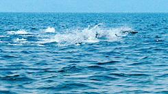 岛国摄影师拍摄深海神秘生物，获国家地理大奖