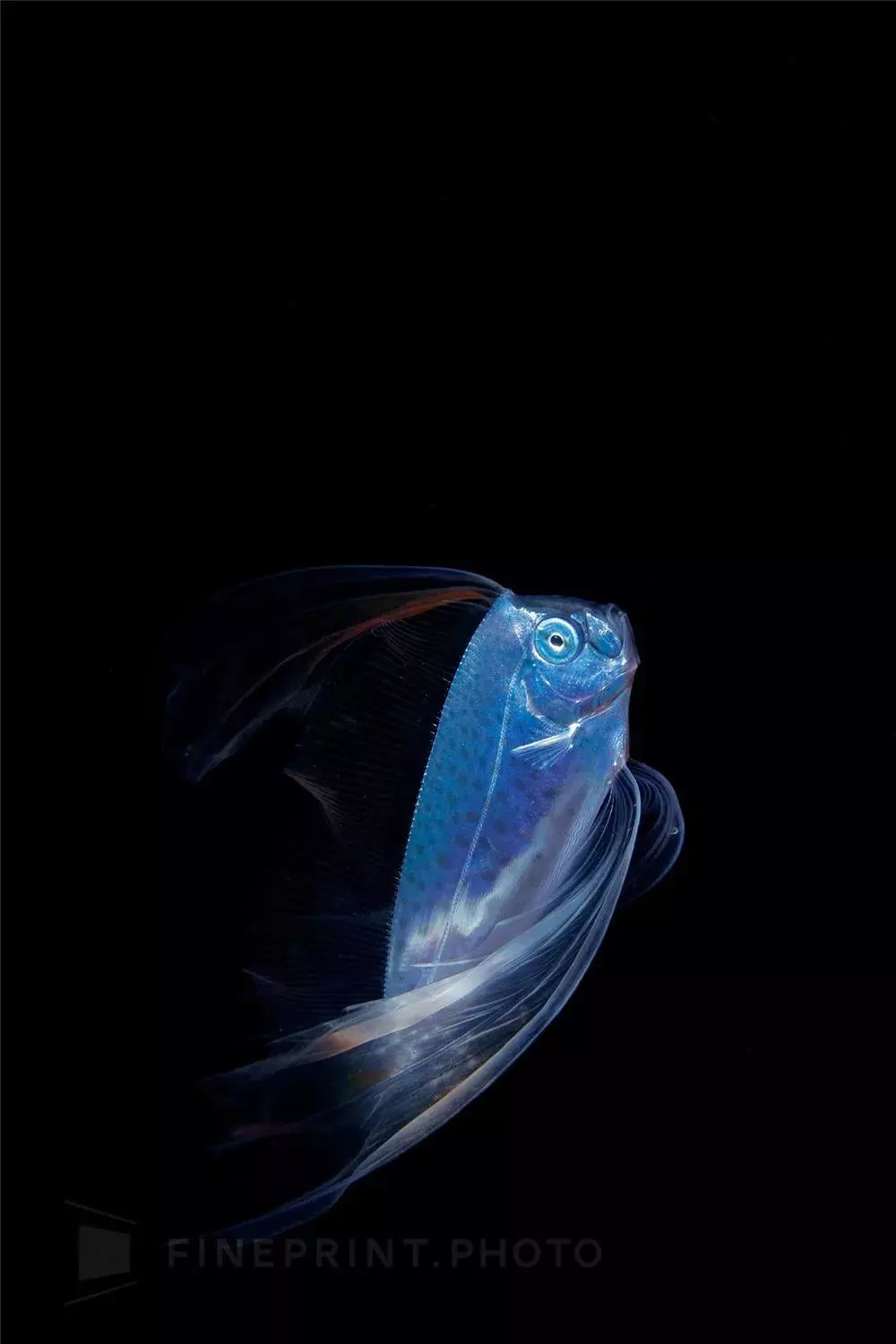 岛国摄影师拍摄深海神秘生物，获国家地理大奖