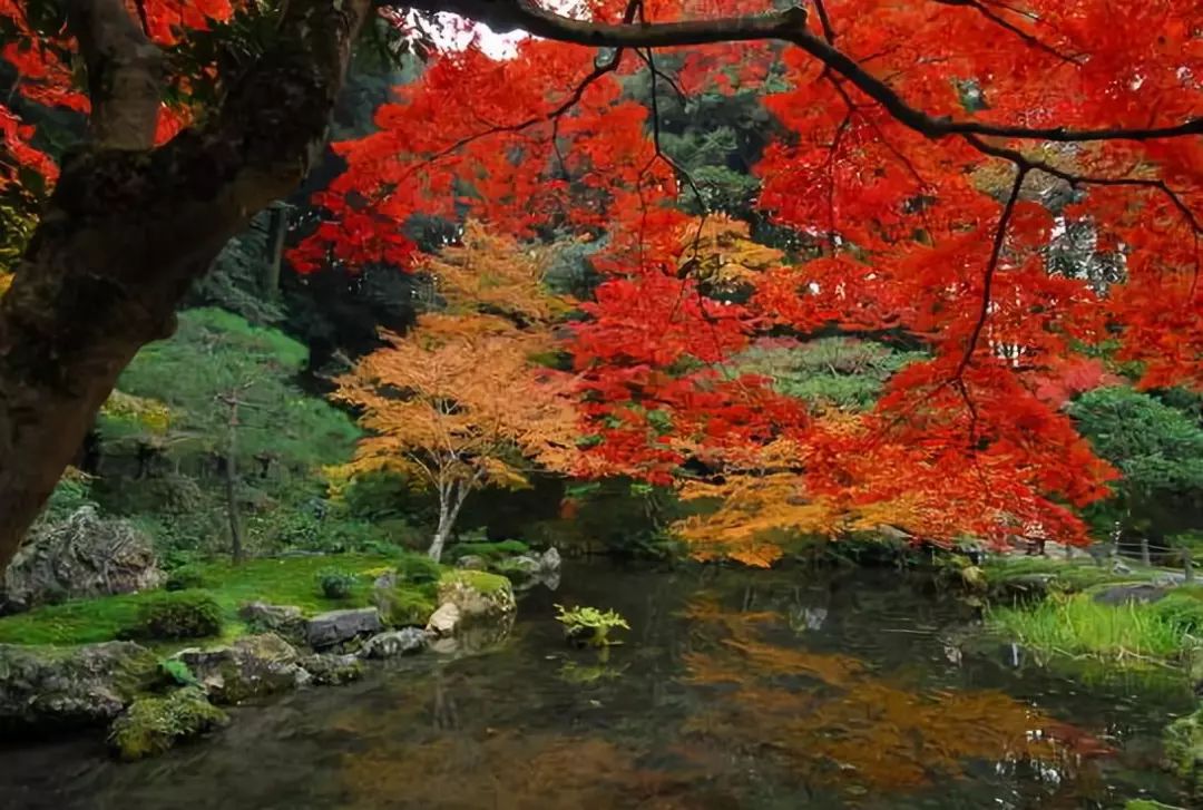 敦化寒葱岭红叶谷风景,吉林红叶最新视频