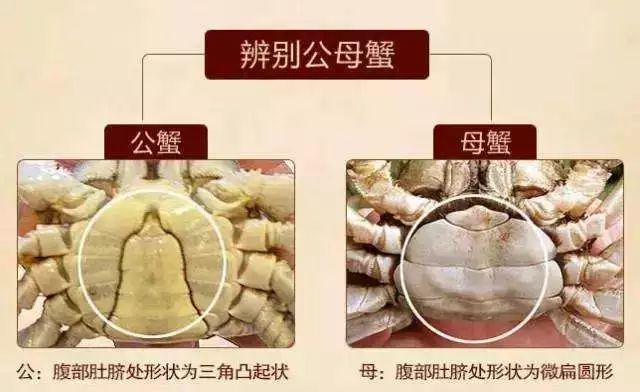 大闸蟹什么时候吃最肥,大闸蟹在几月份吃最肥美