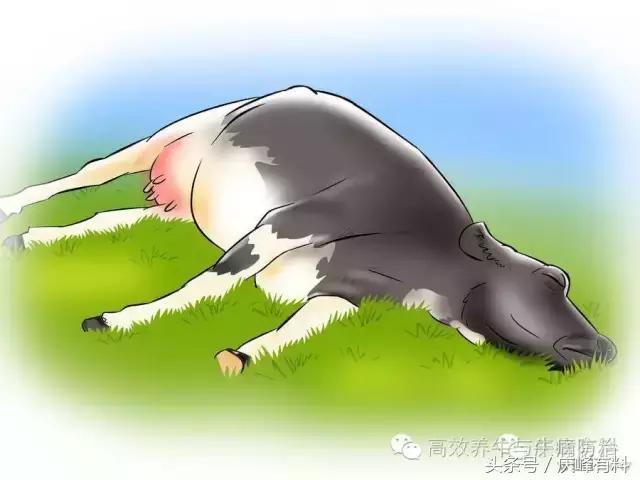 判断母牛生产成功的最佳方法,养牛最佳观察方法