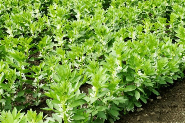 蚕豆的种植技术和方法,种植蚕豆过程300字