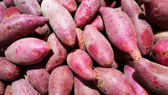 红薯土法保存的红薯不烂,红薯种植技术红薯储存