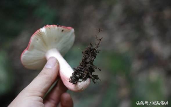 尤溪县枕头山红菇,明溪特级红菇