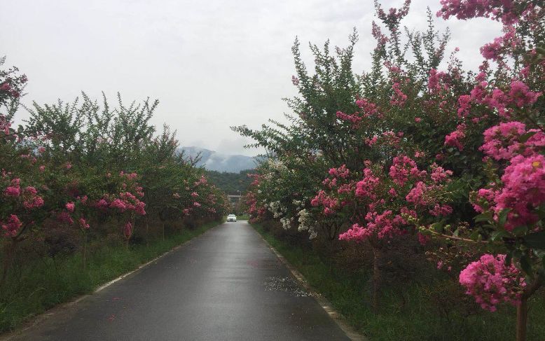 最好看的紫薇花美景,初秋靓丽的紫薇花