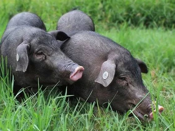 风化3年才成熟，味道不输西班牙火腿的中华老字号，价格却只有10%？