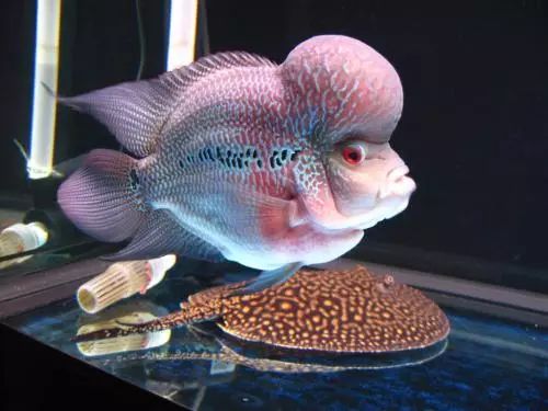 罗汉鱼风水讲究图解,罗汉鱼讲究风水吗视频讲解