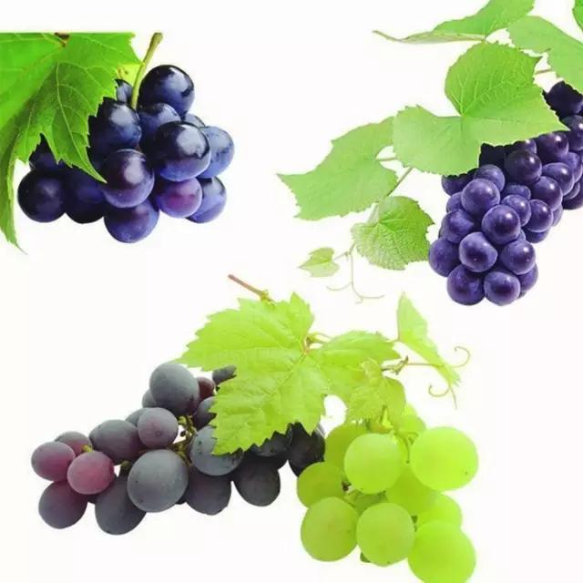 手账本简笔画可爱教程新手,6-12岁儿童绘画简笔画水果