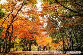 秋的句子短句,秋是一个充满诗意的季节