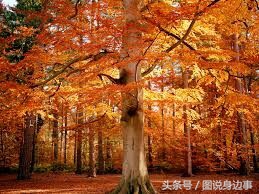 秋的句子短句,秋是一个充满诗意的季节