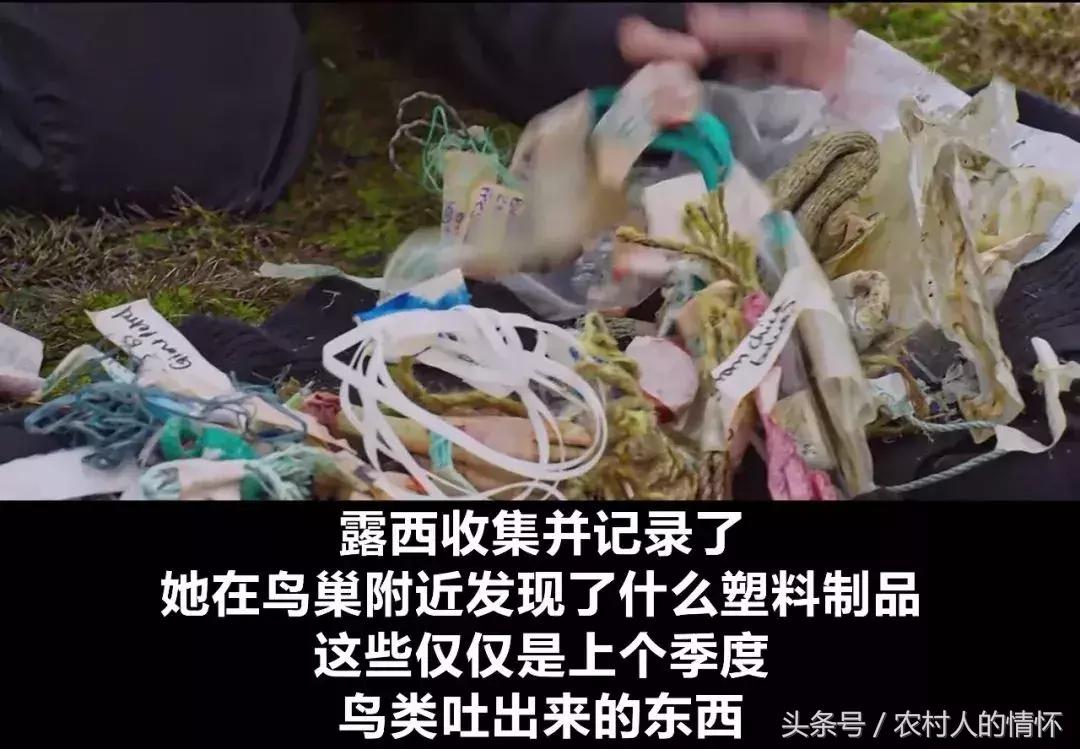 “三竹”过后真正的报应来了