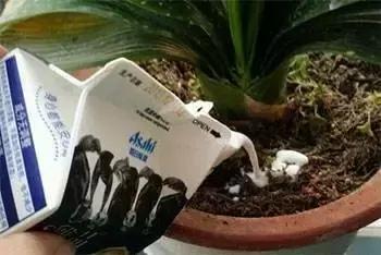 绿萝洗干净就可以水养了么,绿萝吊兰长势慢