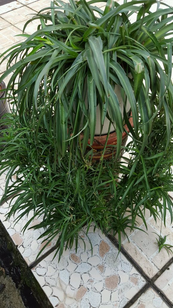 绿萝浇了牛奶叶子发黄,绿萝浇淘米水后叶子大面积发黄