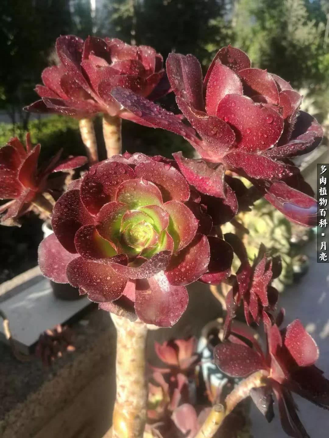 养了五年多肉没一盆“干货”？终于总结出原因了！