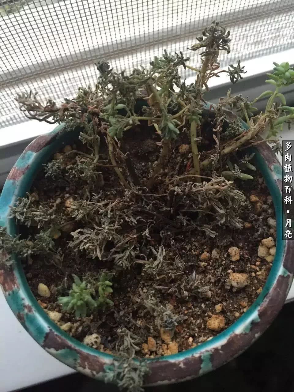 养了五年多肉没一盆“干货”？终于总结出原因了！