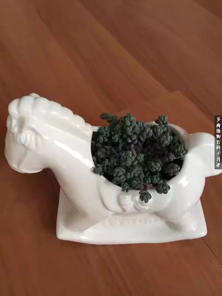 养了五年多肉没一盆“干货”？终于总结出原因了！