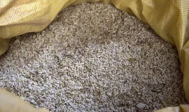 赣榆人讨厌的这个野果子，有人专门来捡赚钱，榨油吃了能防癌……