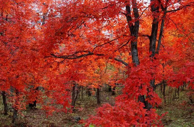 红叶秋天的一道独特风景,红叶美景惊艳了整个秋天