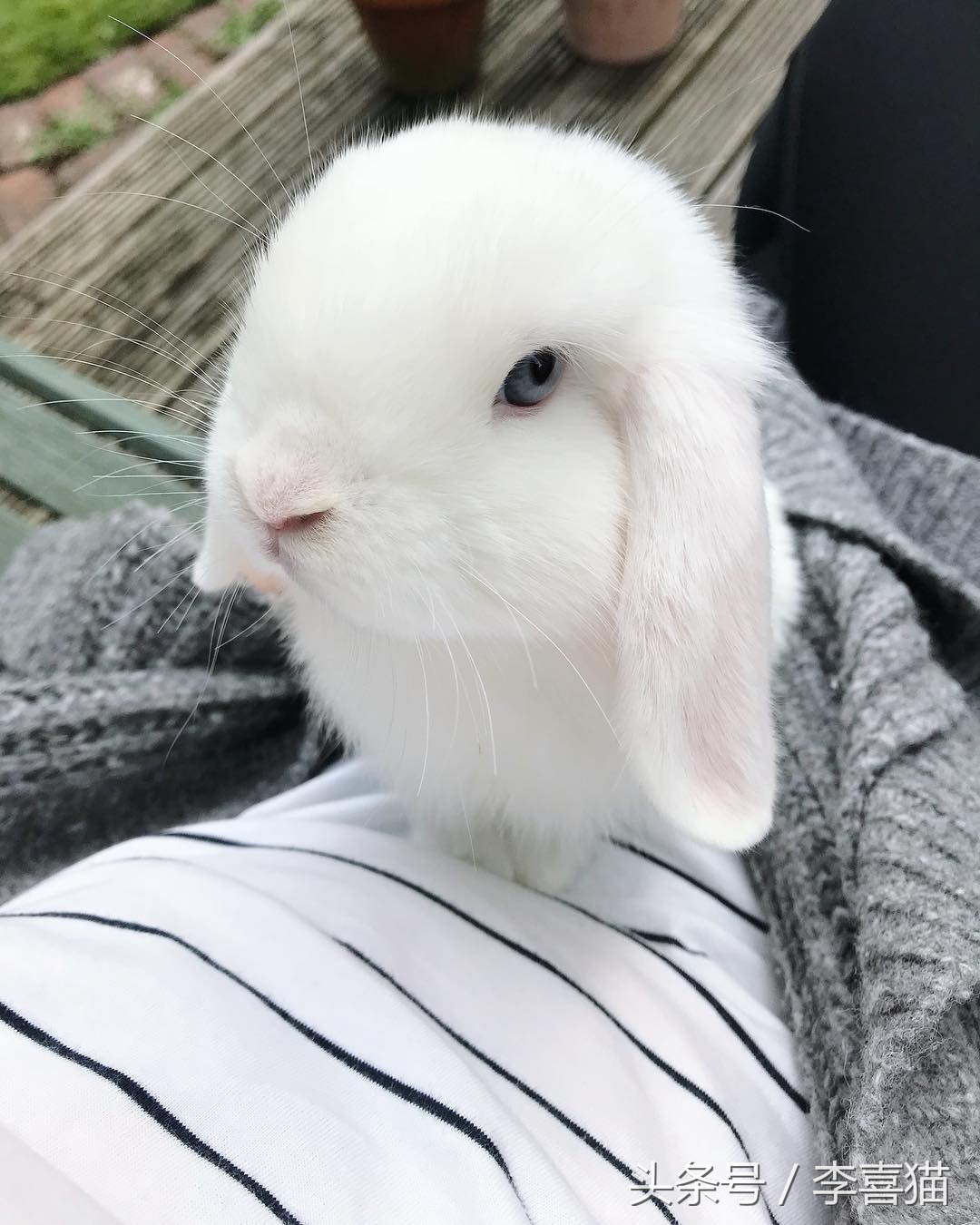 传说中的玉兔是不是嫦娥的宠物,中秋节的玉兔捣药