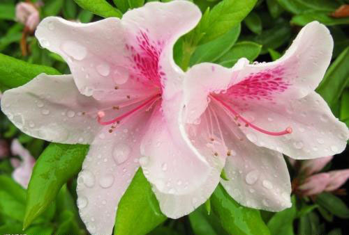 干透浇透和浸盆浇水的区别,见干见湿和干透浇透有什么区别