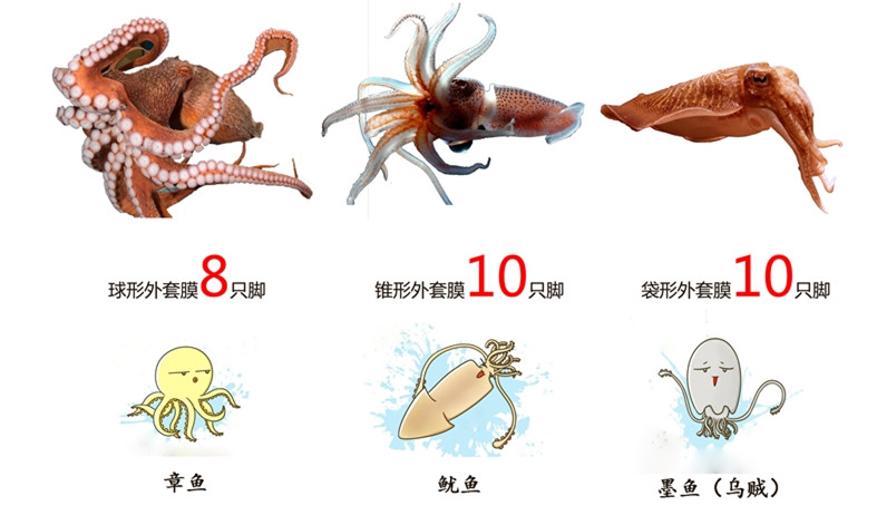 你知道如何区分章鱼墨鱼鱿鱼吗,章鱼墨鱼鱿鱼有什么区别