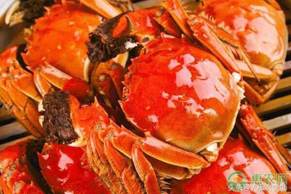 大闸蟹死的熟的怎么看,大闸蟹死了怎么判定