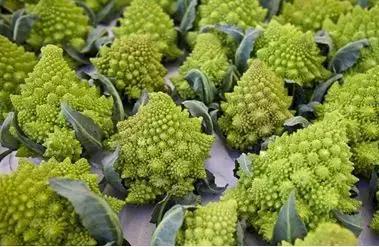 种地都种什么小菜,种地种什么农作物