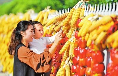 河南信阳金秋十月美景,河南光山稻谷飘香收获忙