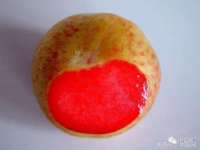 恐龙蛋李子商品果等级,早熟恐龙蛋李子几月份成熟