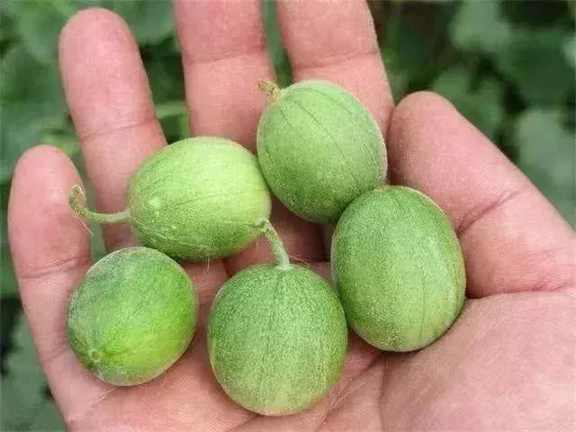 绵阳人讨厌的这个野果子，有人专门来捡赚钱……