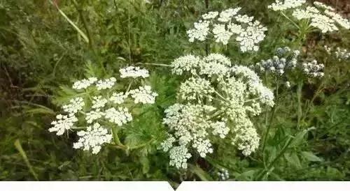 绵阳人讨厌的这个野果子，有人专门来捡赚钱……