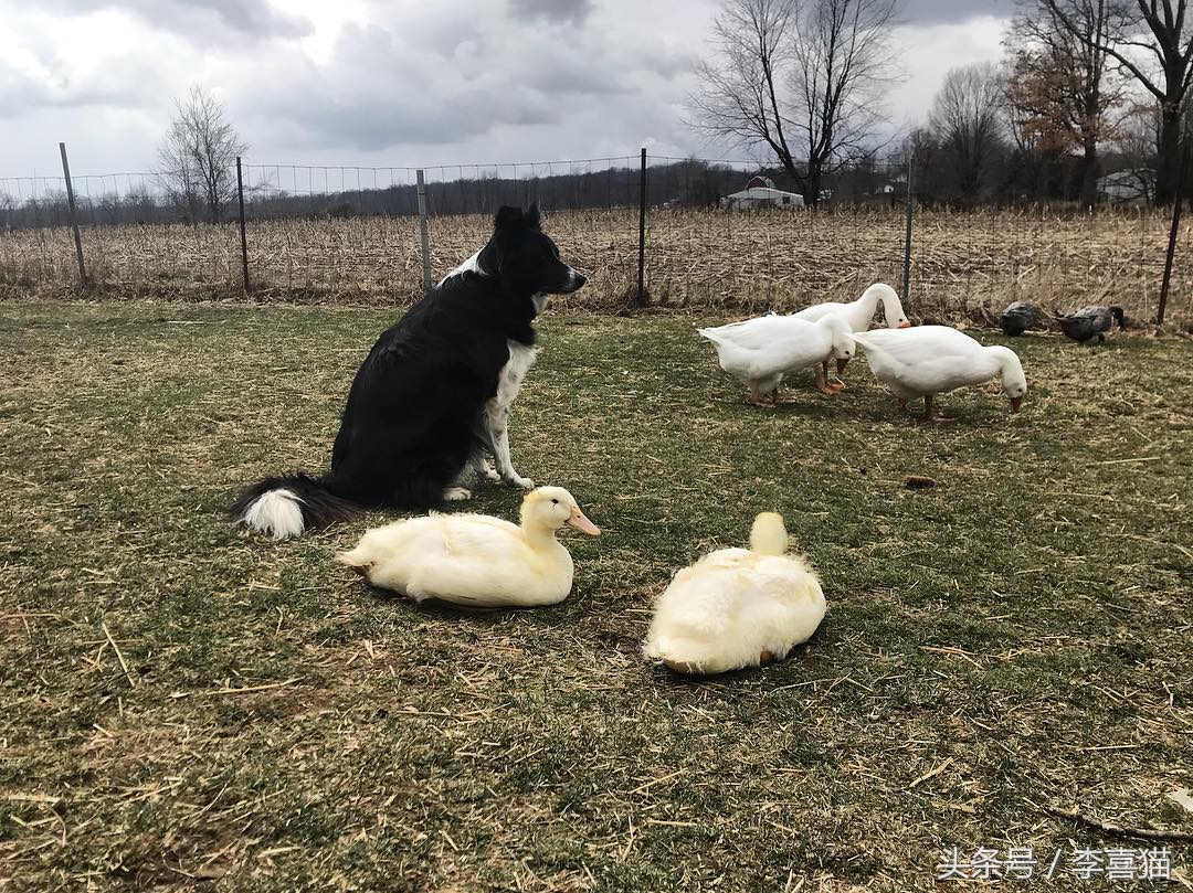边牧狗狗有多聪明,边牧属于智商高的狗吗